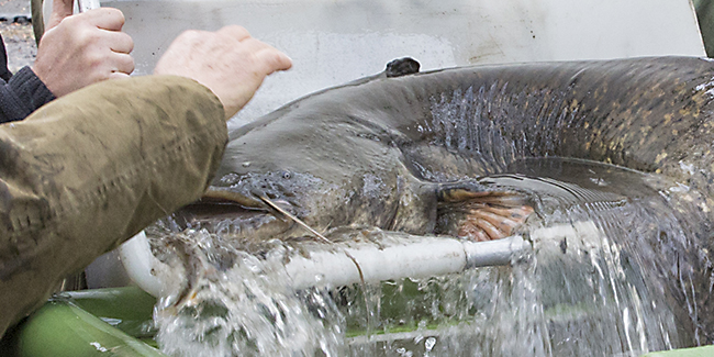Ulrich Simons - Hangeweiher Abfischen