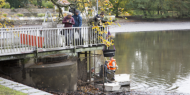 Ulrich Simons - Hangeweiher Abfischen