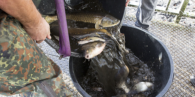 Ulrich Simons - Hangeweiher Abfischen