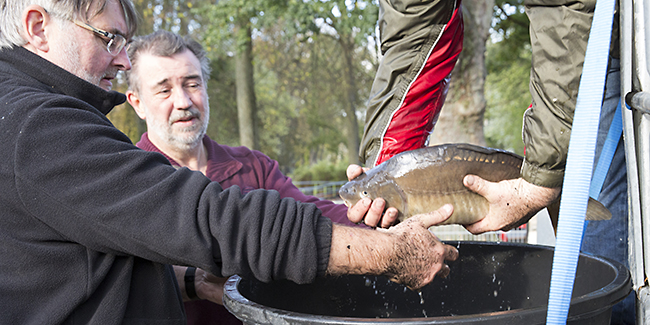 Ulrich Simons - Hangeweiher Abfischen