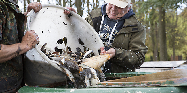 Ulrich Simons - Hangeweiher Abfischen