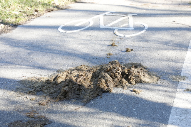 Pferdekacke auf dem Radweg